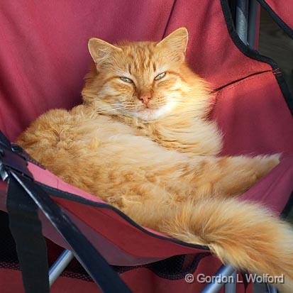 Lounge Lizard_34946.jpg - Pyro the cat, photographed along the Gulf coast near Port Lavaca, Texas, USA.